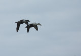 IMG_7707_2.jpg