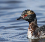 loons_and_grebes