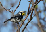 yellow-throated_warbler
