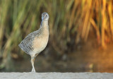 Clapper Rail - IMG_2419_2.jpg