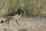 American Oystercatcher IMG_8990_2.jpg