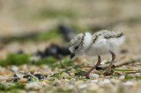 Piping Plover IMG_1830_2.jpg