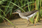 Spotted Sandpiper IMG_1389_2.jpg