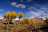 Fall Cottonwoods