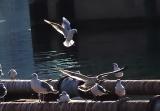 Sea gulls at Dongbin Bridge, Pohang