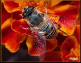 A flower fly on French Marigold flowers