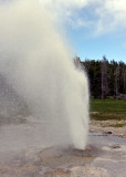 Aurum Geyser goes off unexpectedly in Yellowstone National Park