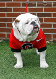 Georgia Bulldogs Mascot Russ (temporary replacement since the death of Uga VIII) patrols the UGA sidelines