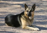 Greta, one of five ranch dogs