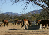 The ranch, nestled in the foothills of the Santa Rita Mountains, Arizona