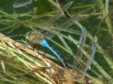 perching bluets