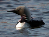 Pacific Loon