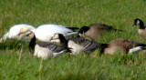 Barnacle Goose