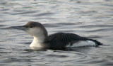 Arctic Loon