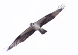 Osprey 3