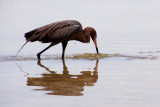 Reddish Egret