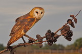 Barn Owl_22A.jpg