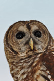 Barred Owl_6A.jpg