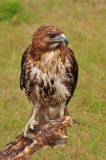 Coopers Hawk_02A.jpg