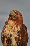 Coopers Hawk_09A.JPG