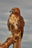 Coopers Hawk_11A.JPG