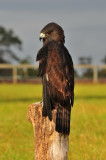 Short Tail Hawk_14A.jpg