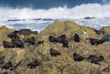 Black Oystercatchers