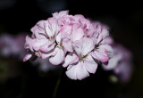 handheld focus stacking 1