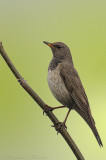 Dark-Throated Thrush