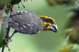 Spot winged Grosbeak