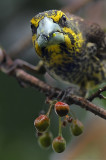 Spot winged Grosbeak