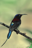 Black-Throated Sunbird