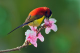 Mrs Goulds Sunbird