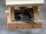 Juvenile Chipping Sparrow: Spizella passerina