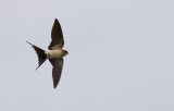 Rostgumpsvala - Red-rumped Swallow (Hirundo daurica)