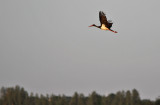 Svart stork - Black Stork (Ciconia nigra)