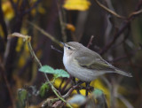 Sibirisk gransngare - Siberian Chiffchaff (Phylloscopus collybita tristis)