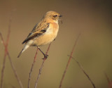 Kaspisk buskskvtta - Caspian Stonechat (Saxicola maurus hemprichii)