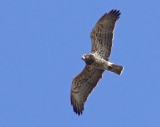 Ormrn - Short-toed Eagle (Circaetus gallicus)