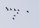 Bronsibis - Glossy Ibis (Plegadis falcinellus)