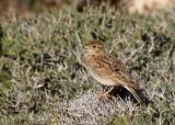 Korttlrka - Greater Short-toed Lark (Calandrella brachydactyla)