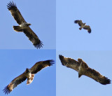 Kejsarrn - Eastern Imperial Eagle - (Aquila heliaca) 