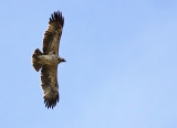 Kejsarrn - Eastern Imperial Eagle - (Aquila heliaca) 