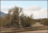 Knobby Tree