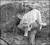 Prowling