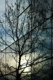 Arbre du soir