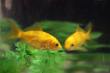 Yellow fish(es)