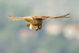 <h5>Common Kestrel - בז מצוי - <i>Falco tinnunculus<i></h5>