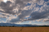 Wheat Field - HDR - שדה חיטה