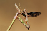Mantis - סוסת השד - Empusa fasciata